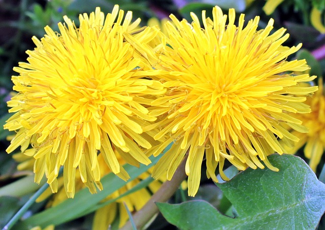 dandelion-1359437_640.jpg